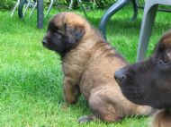 Saffie pups 6 weeks